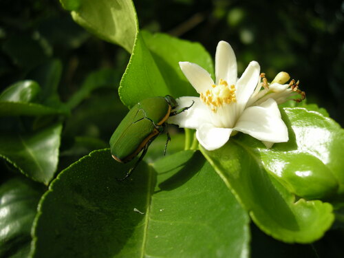 Pachnodella marginella