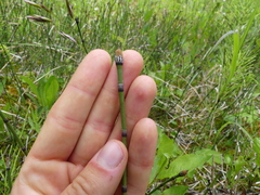 Equisetum variegatum