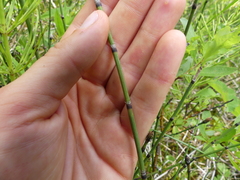 Equisetum variegatum