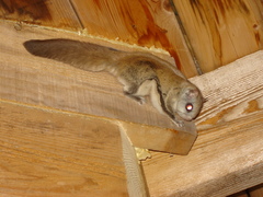Glaucomys