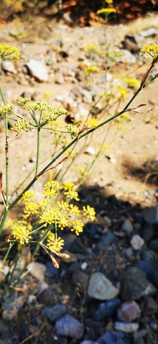 Anethum foeniculum image