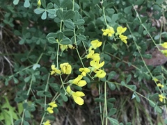 Baptisia tinctoria