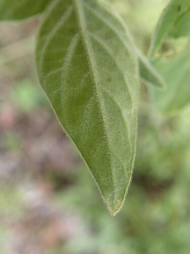 tall nightshade