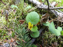 Viola rotundifolia