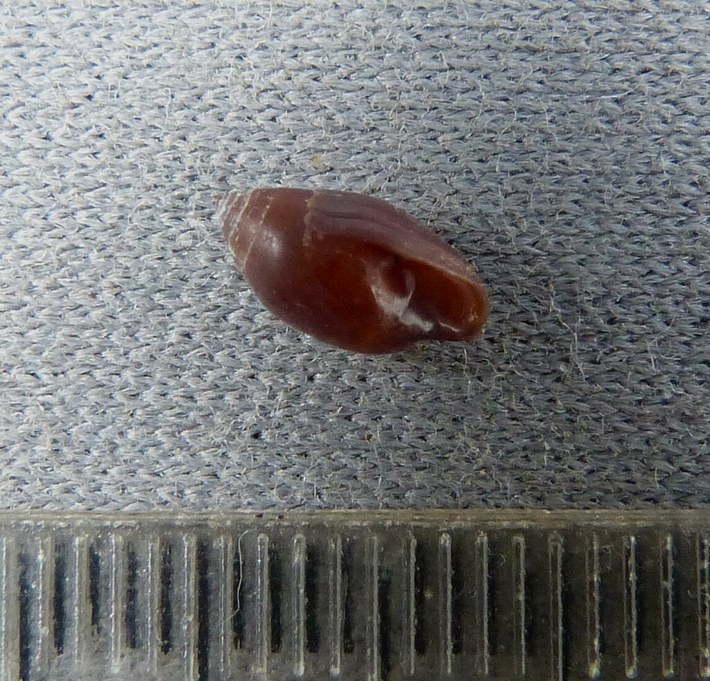 Tralia panamensis