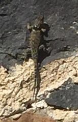 Sceloporus mucronatus