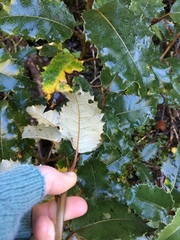 Olearia × macrodonta