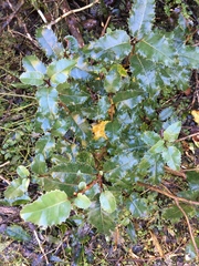 Olearia × macrodonta