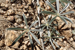 Lupinus elatus