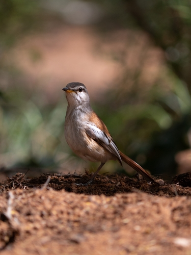 White-browed Scrub-Robin