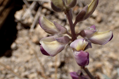 Lupinus elatus