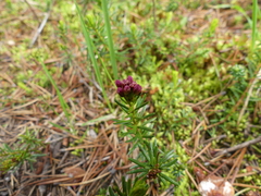 Phyllodoce empetriformis