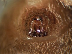 Schizocosa crassipes