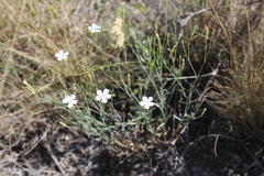 Dianthus rigidus