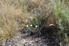 Dianthus rigidus