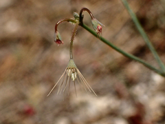 Acanthoscyphus parishii