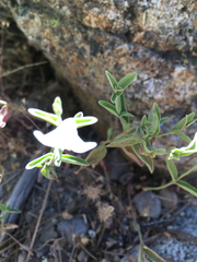 Scutellaria californica