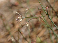 Acanthoscyphus parishii