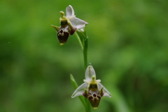 Ophrys oestrifera