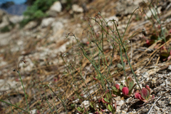 Acanthoscyphus parishii