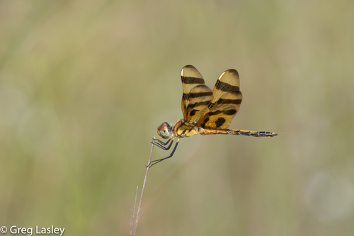 Halloween Pennant, photo 4 of 7