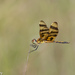 Halloween Pennant - Photo (c) Greg Lasley, some rights reserved (CC BY-NC), uploaded by Greg Lasley