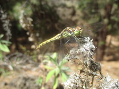 Sympetrum nigrifemur