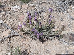 Penstemon janishiae