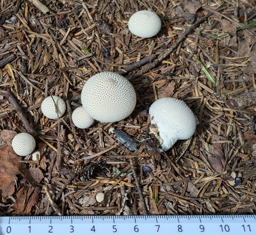 Lycoperdon perlatum