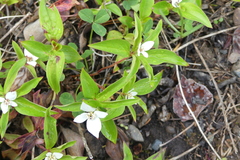 Cornus unalaschkensis