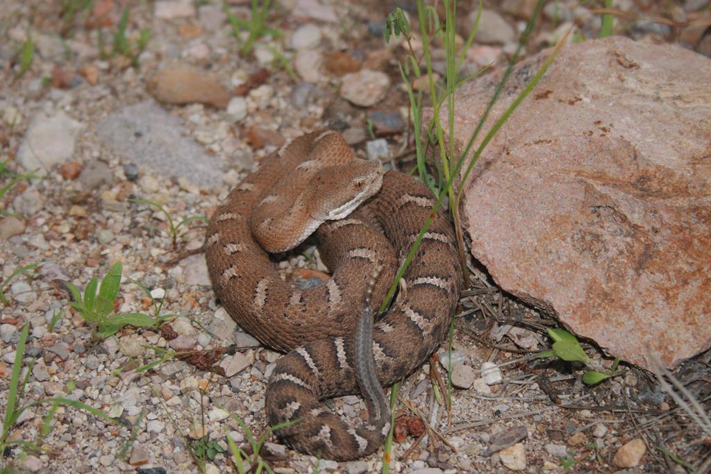 New Mexican Ridge-nosed Rattlesnake