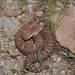 Western Chihuahuan Ridge-nosed Rattlesnake - Photo (c) Juan Cruzado Cortés, some rights reserved (CC BY-SA), uploaded by Juan Cruzado Cortés
