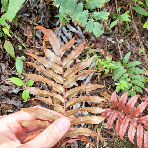 Image of Blechnum cordatum by (c) Adri Baier, some rights reserved (CC BY-SA)