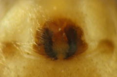 Philodromus aureolus