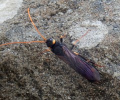 Urocerus gigas