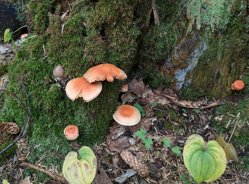 Pyrrhulomyces astragalinus