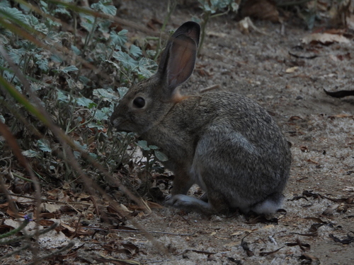 iNaturalist observation photo of Desert Cottontail