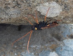 Urocerus gigas