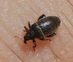 Orchestes fagi