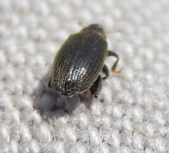 Orchestes fagi