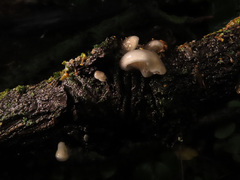 Hohenbuehelia grisea