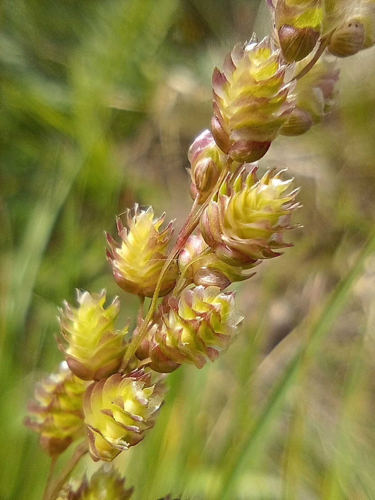 Chascolytrum subaristatum