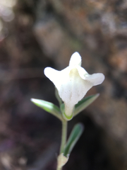 Scutellaria californica