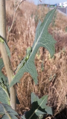 Lactuca serriola