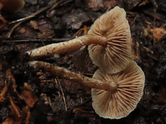 Deconica crobula