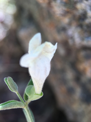 Scutellaria californica
