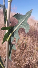 Lactuca serriola
