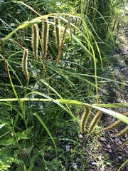Carex gynandra
