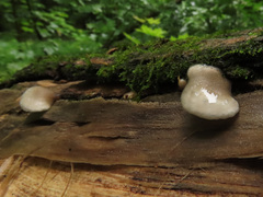 Hohenbuehelia grisea