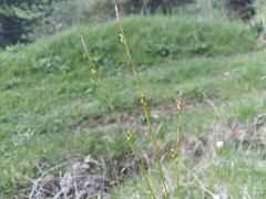 Carex alba